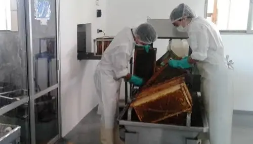 SAG inspecciona salas de extracción de miel a la unión europea