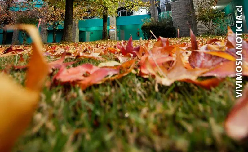 Expertos apuntan al cambio climático por altas temperaturas en otoño en el Maule