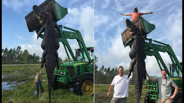 El impresionante caimán de 360 kilos que fue cazado en EE.UU.