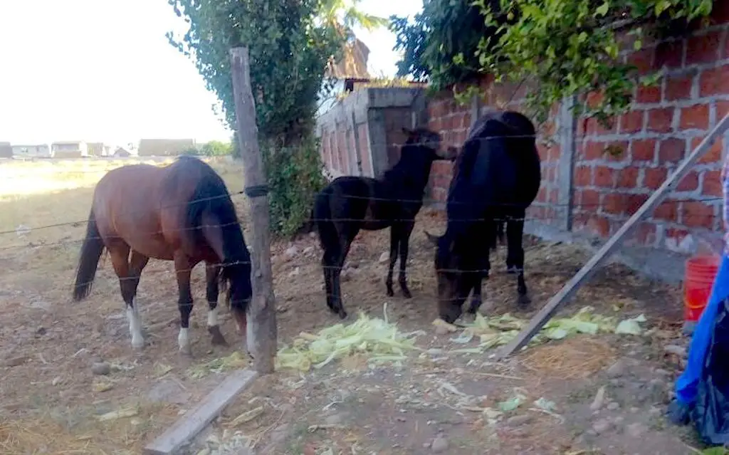 Municipio se hará cargo de buscar un refugio para caballares sueltos en Curicó
