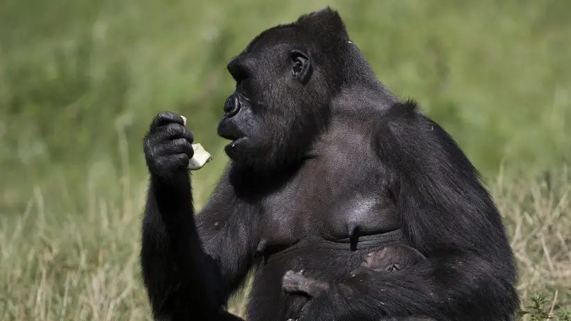 Un gorila deja atónito a los turistas al 'evolucionar' frente a sus ojos