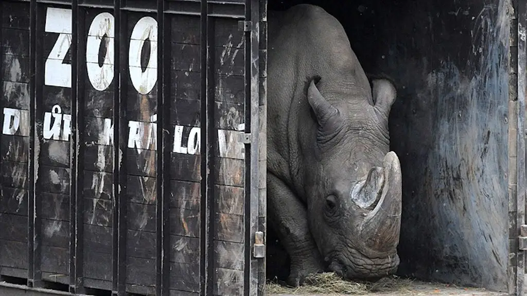 Peligro de extinción: Muere en Kenia el último macho de rinoceronte blanco del norte