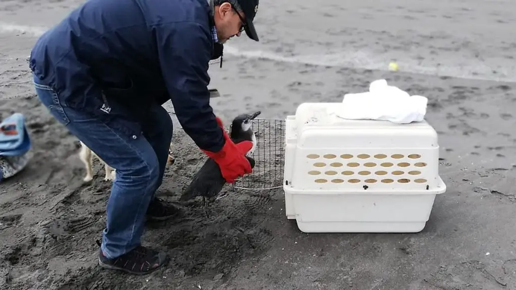 En Parque Safari será tratado pingüino magallánico rescatado en costa del Maule