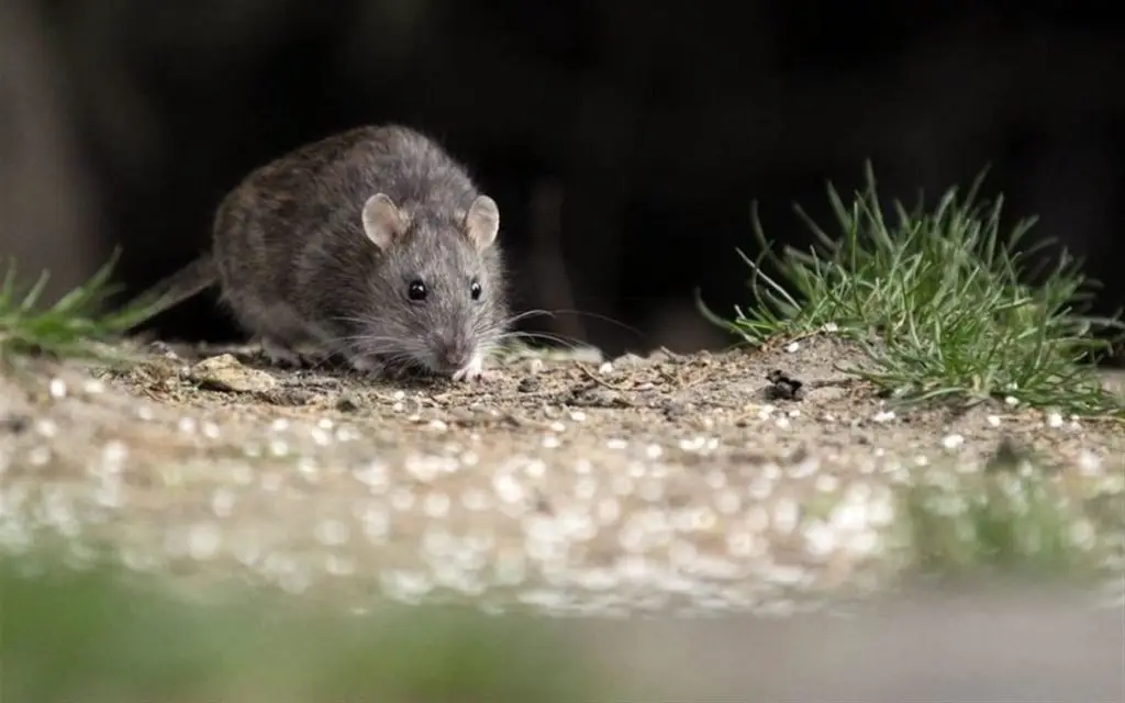 Hantavirus cobró la primera víctima de este 2023 en zona rural de Molina