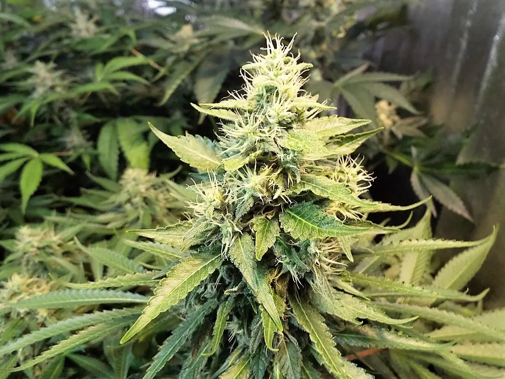 Comisión del Senado aprobó indicación que permite uso personal de cinco plantas de marihuana en domicilios