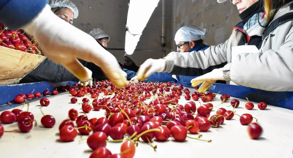 Cerezas chilenas marcarán nuevo récord en próxima temporada con aumento de 59% en exportaciones