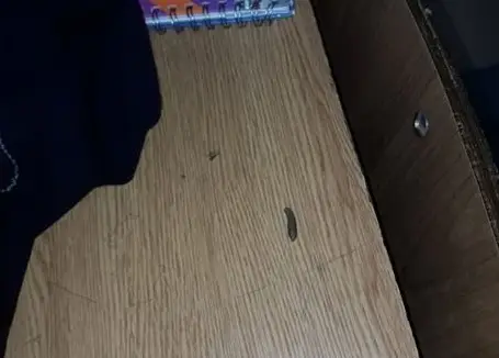 Denuncian presencia de excremento de ratas en Colegio San José de Curicó