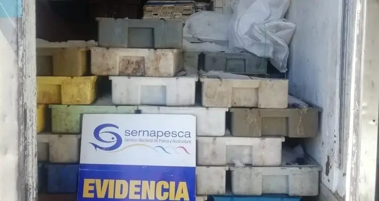 PDI de Cauquenes incauta cinco toneladas de merluza por infracción a la Ley de Pesca