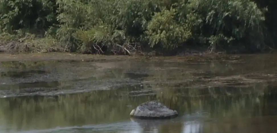 Municipio de Licantén realiza investigación por mortandad de peces en Río Mataquito
