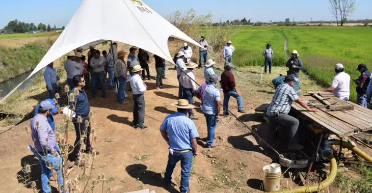 Expertos entregan alternativas para un cultivo de arroz más sustentable