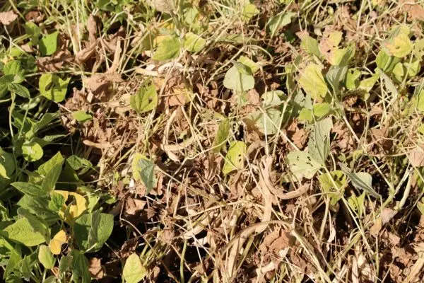 Sequía afecta cultivos de poroto en la zona centro sur: estiman pérdidas de entre un 40 y 50%