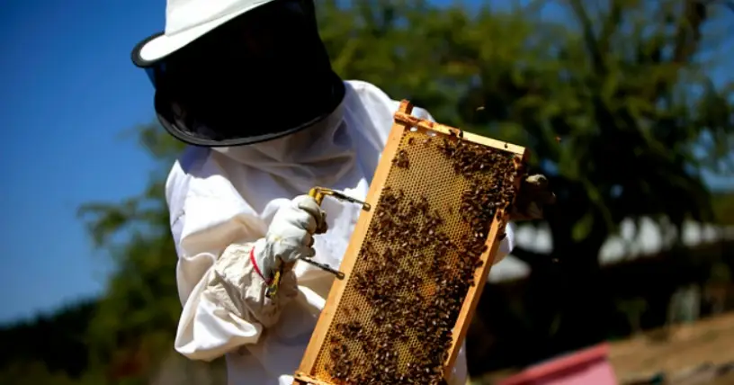 Apicultores alertan disminución en producción de miel por sequía en la región