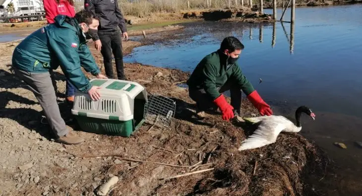 SAG libera cisne de cuello negro encontrado en Teno