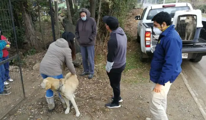 Rescatan a dos perros que sufrían maltrato animal en Linares