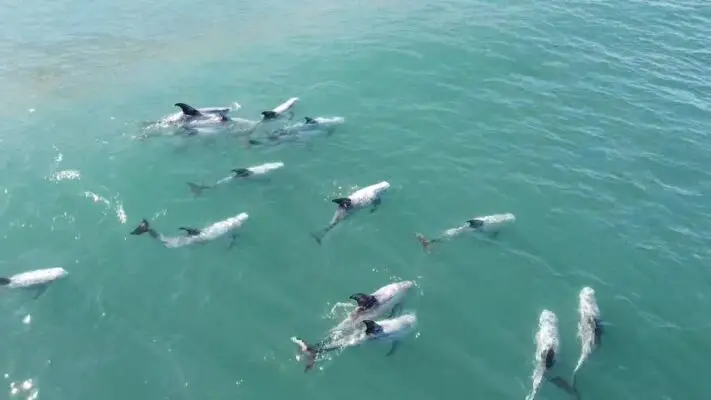 Decenas de delfines son captados en la costa de Reñaca