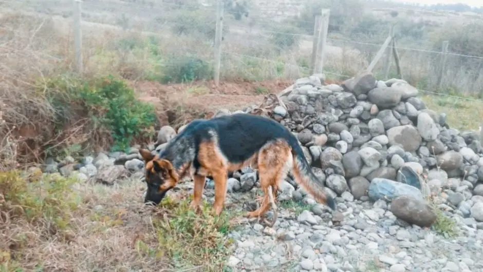 Fiscalía confirmó investigación tras muerte de perro por impacto de balas en San Rafael