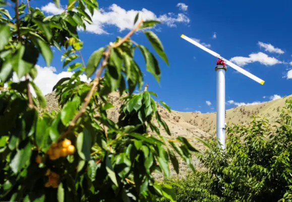 Tribunal de Curicó resolvió abandono de procedimiento contra el municipio tras millonaria demanda por daño a campo de cerezas