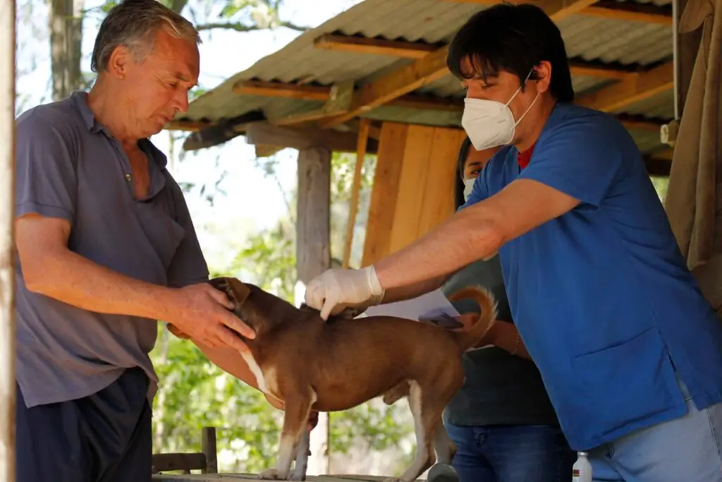 Hualañé: Gran operativo veterinario gratuito para mascotas y animales mayores