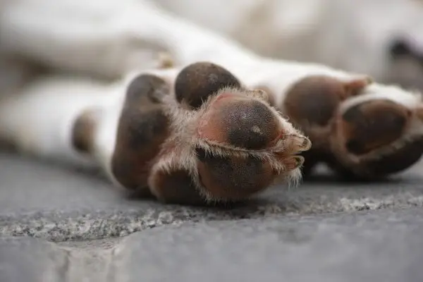 Sujeto arrastró perro hasta matarlo: agrupación denuncia que también mataría gatos