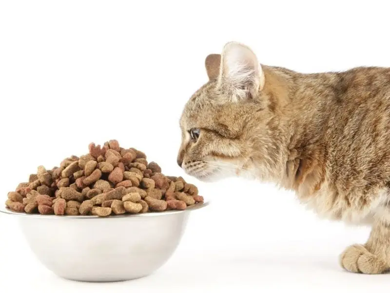 Sernac exigirá compensaciones para dueños de gatos afectados por alimento Master Cat