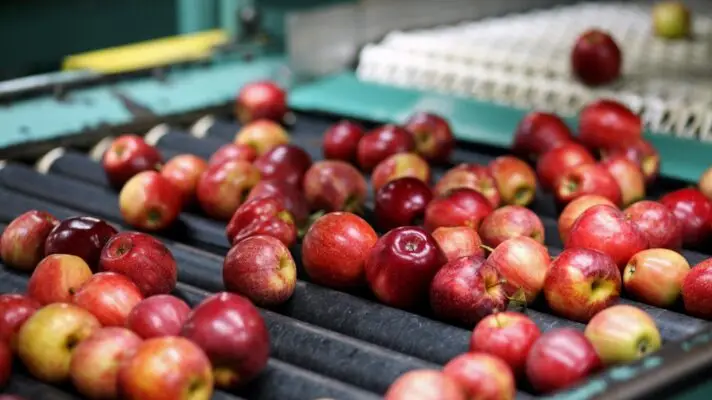 Investigan intoxicación alimentaria en empresa agrícola curicana