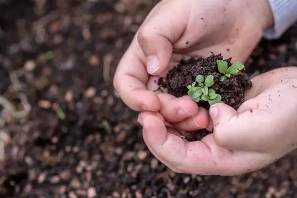Municipio de Curicó conforma mesa intersectorial para proyecto de Granja Educativa Agroecológica