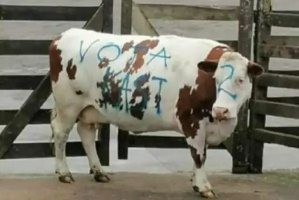 Crueldad animal: Partidarios de Kast rayan animal en subasta para llamar a votar por él