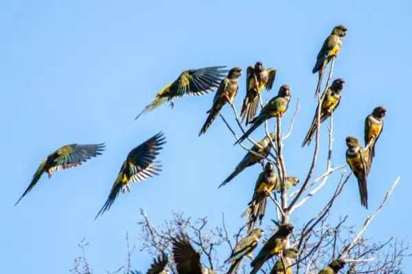 Denuncian uso de disparos de ruido en parcelas de Los Queñes para ahuyentar a bandadas de loros tricahue