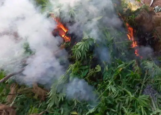 Incendio forestal de Chimbarongo deja al descubierto gigantesca plantación de marihuana