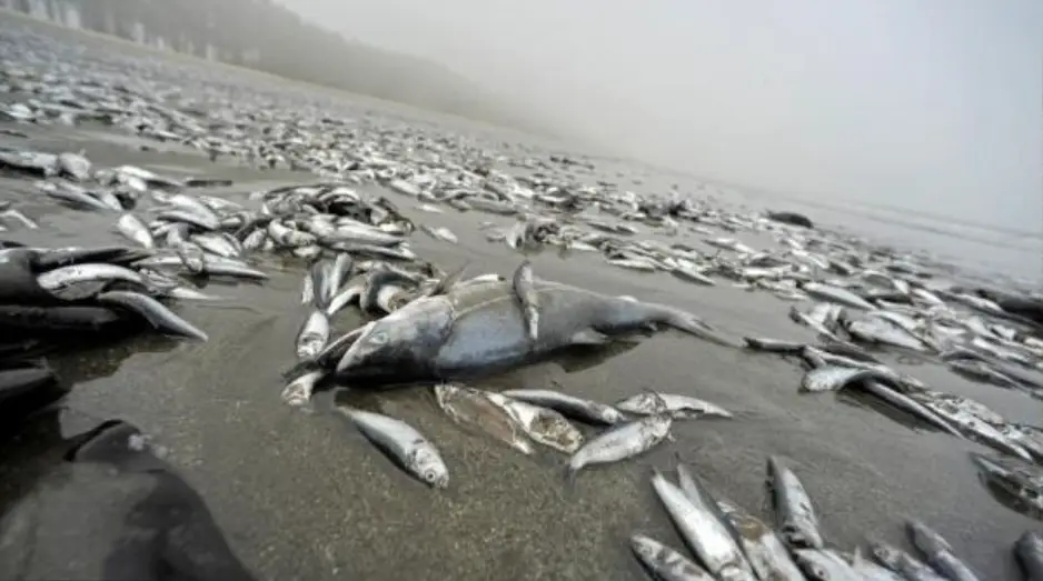 Sernapesca en alerta tras masiva muerte de peces en Isla Orrego de Constitución