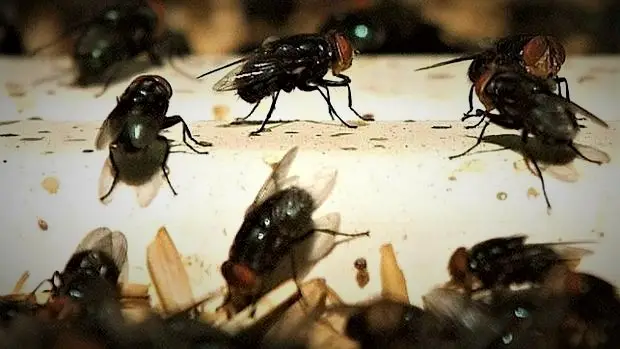 Vecinos de Población Mataquito denuncian plaga de moscas y malos olores desde restos de mega incendio