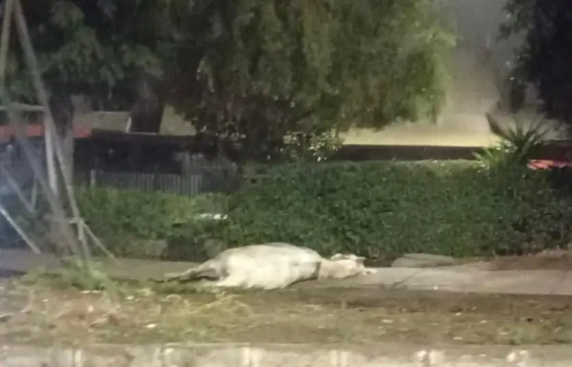 Municipio llama a la tenencia responsable tras atropello de caballo en cruce ferroviario