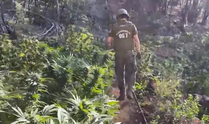 Carabineros de Molina encontró plantación de marihuana avaluada en $28 mil millones en la precordillera