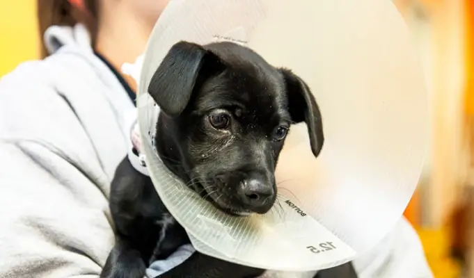 Municipio de Sagrada Familia continúa programa de tenencia responsable de mascotas