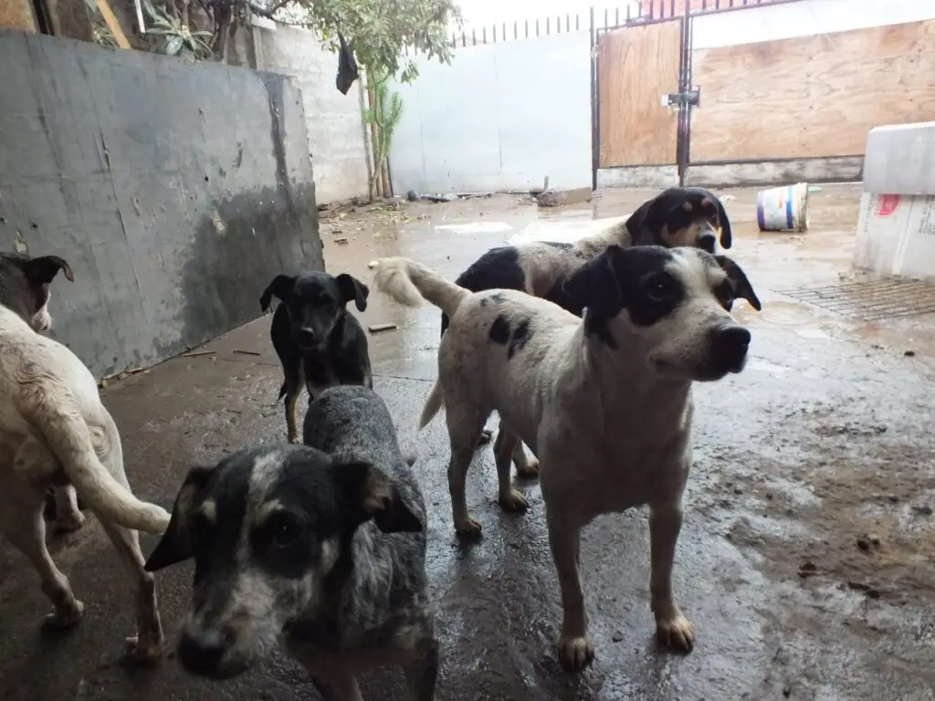 Maltrato animal: Abandonan casa dejando a 15 perros en su interior