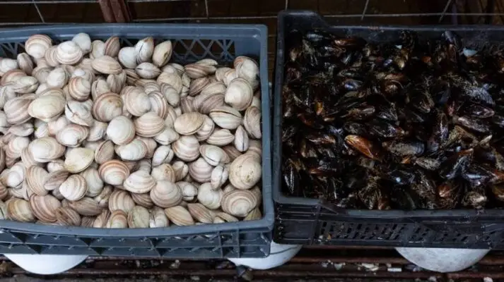 Dos personas resultaron intoxicadas tras comer mariscos comprados en la Feria de Las Pulgas de Curicó