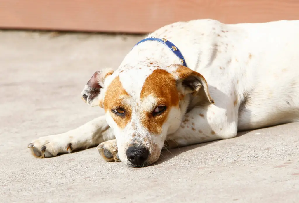 Familia adoptiva de "Jhonny": “Queremos que sea feliz, lamentablemente no se adaptó con nosotros”