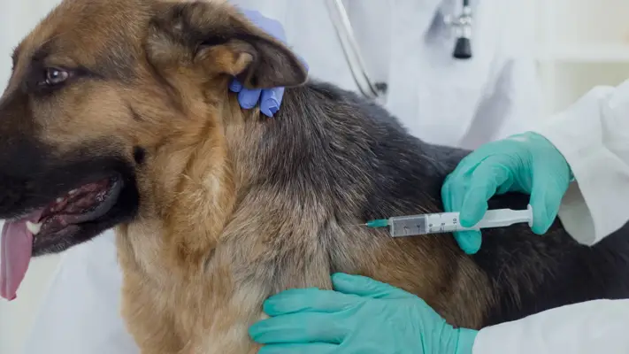 Concejala Paulina Bravo propuso crear Farmacia Veterinaria Popular en Curicó