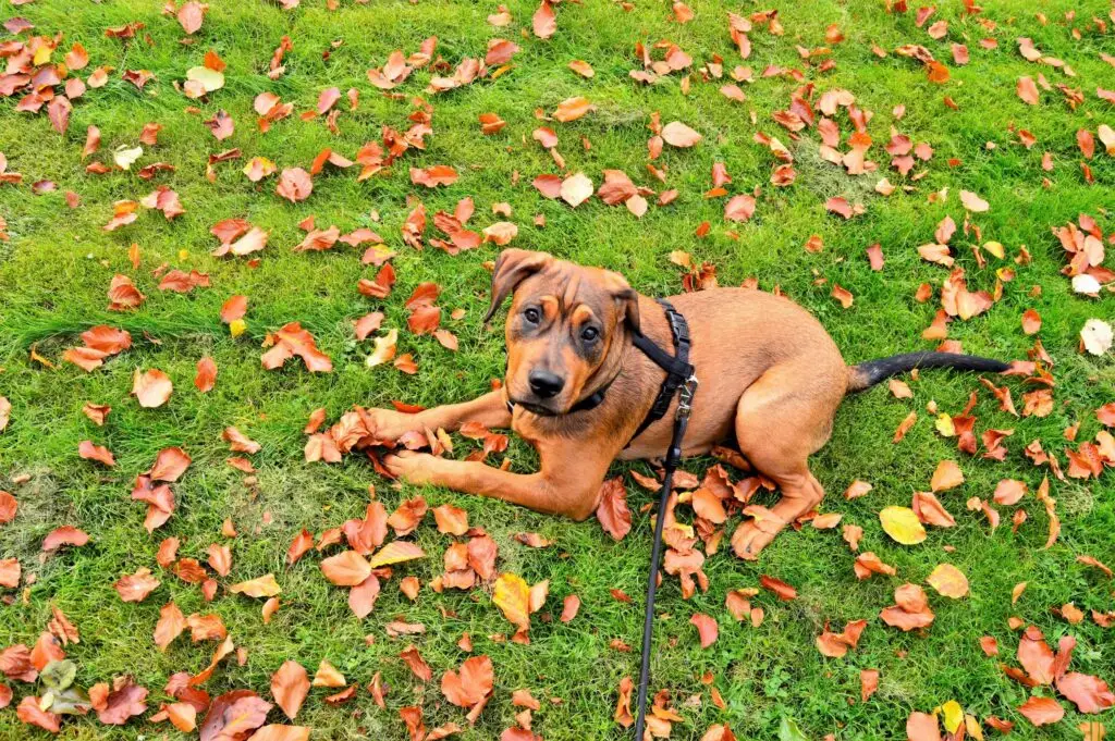 ¿Cuáles son los elementos indispensables para tu perro?