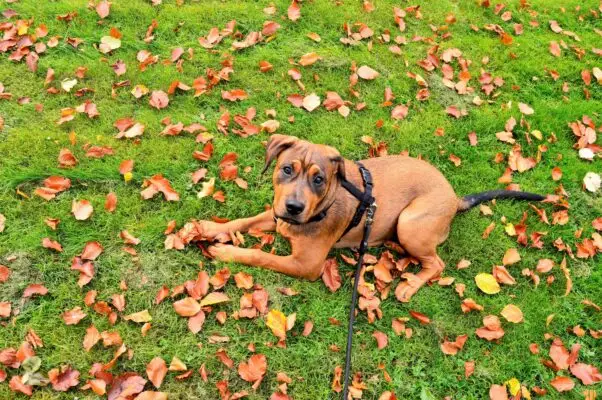 ¿Cuáles son los elementos indispensables para tu perro?