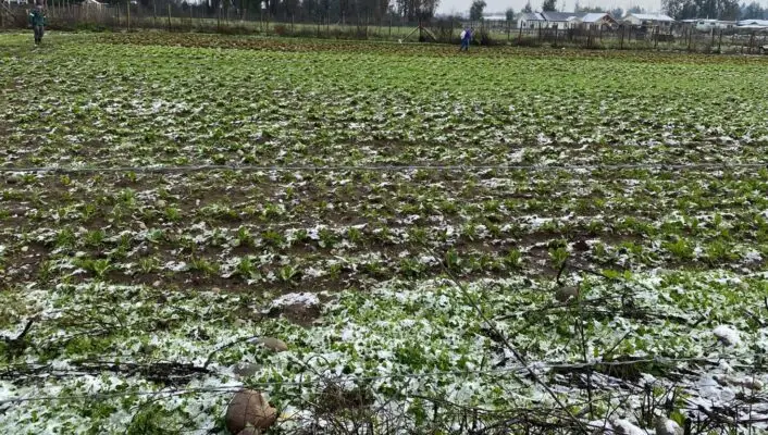 Diputado Felipe Donoso exige al Gobierno activar seguros y entregar ayuda a agricultores afectados por la nieve