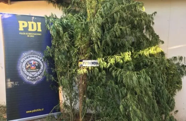 PDI detuvo a 14 personas que pertenecían a banda dedicada al cultivo y venta de marihuana en Curicó