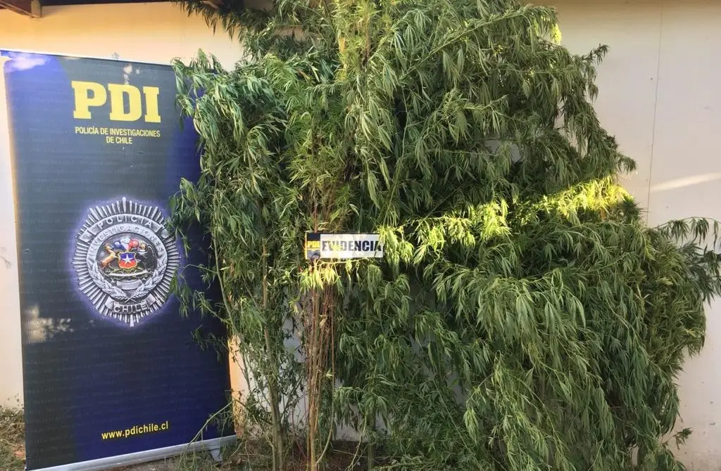 PDI detuvo a 14 personas que pertenecían a banda dedicada al cultivo y venta de marihuana en Curicó
