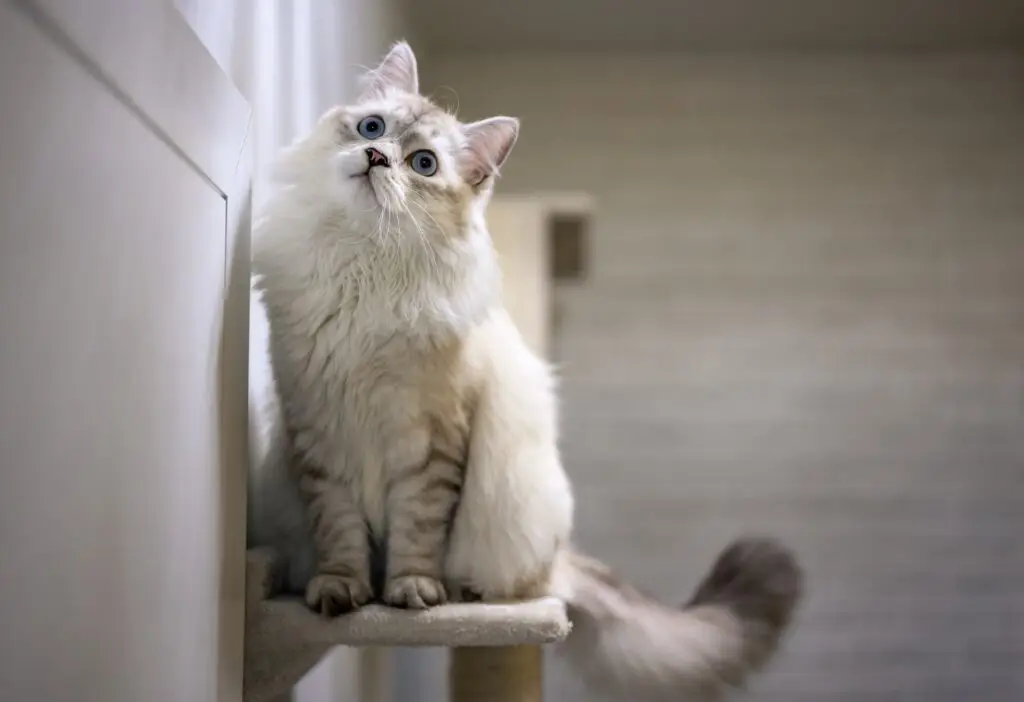 ¿Por qué a los gatos les gustan tanto los rascadores para gatos?