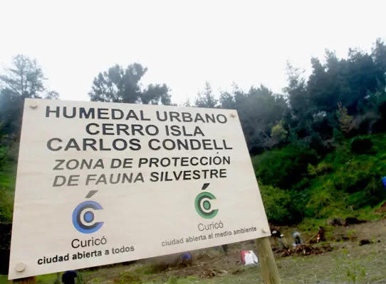 Reforestan humedal urbano en el Cerro Carlos Condell