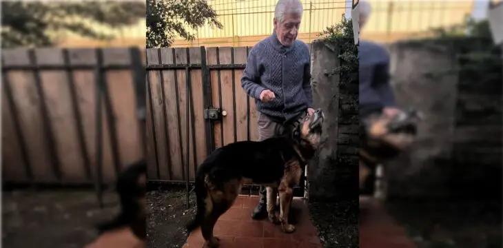 Apareció “Jack”: El perro de comunicador curicano que se encontraba perdido