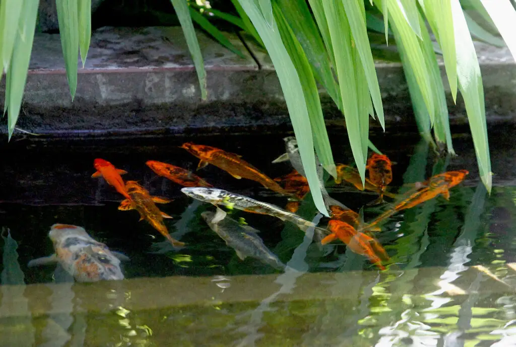 Nuevos peces llegan a la plaza de armas de Curicó
