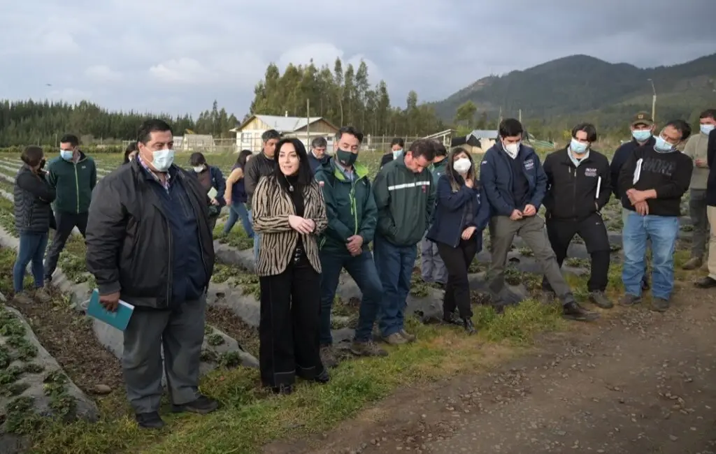 Gobierno Regional del Maule aprobó $2.788 millones para pequeños frutilleros