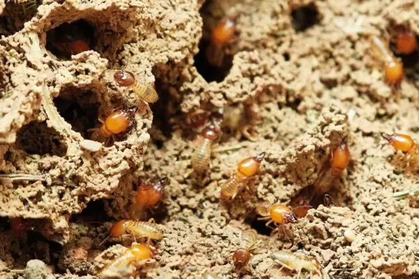 Cambio climático: científicos alertan que las termitas avanzan al sur de Chile