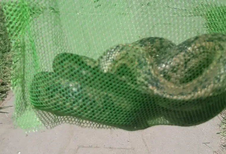 Culebra gigante llegó de visita a vivienda en la localidad de Comalle